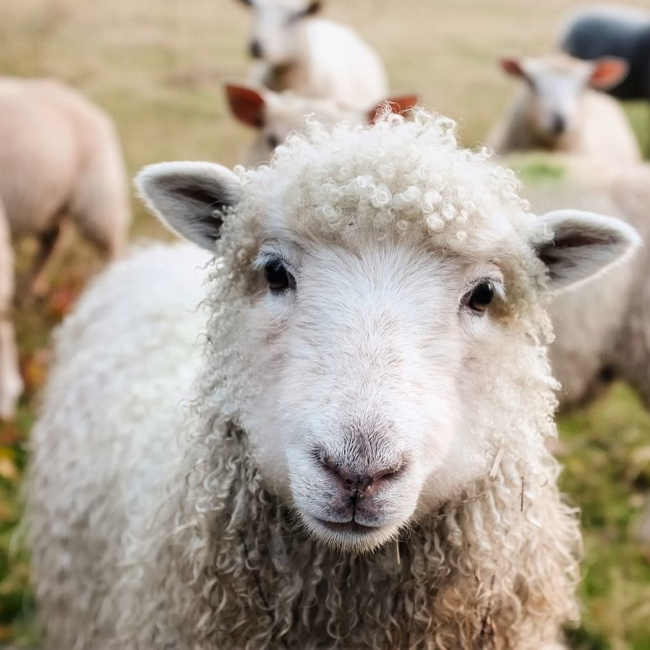 A white beautiful sheep staring into the camera