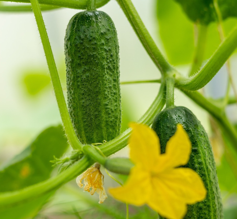 A cucumber growing in a vegetable garden