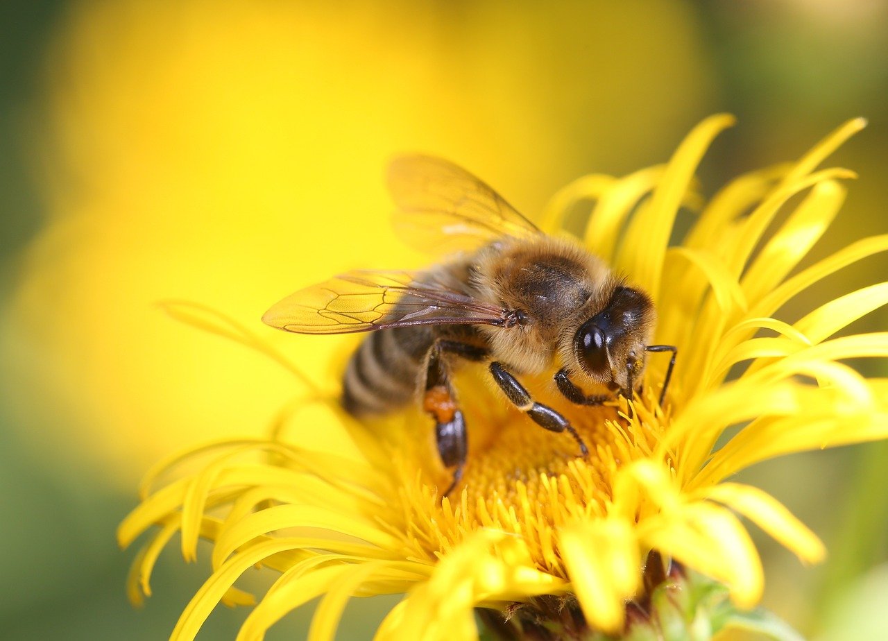 a be pollenating a beautiful, bright yellow sunflower