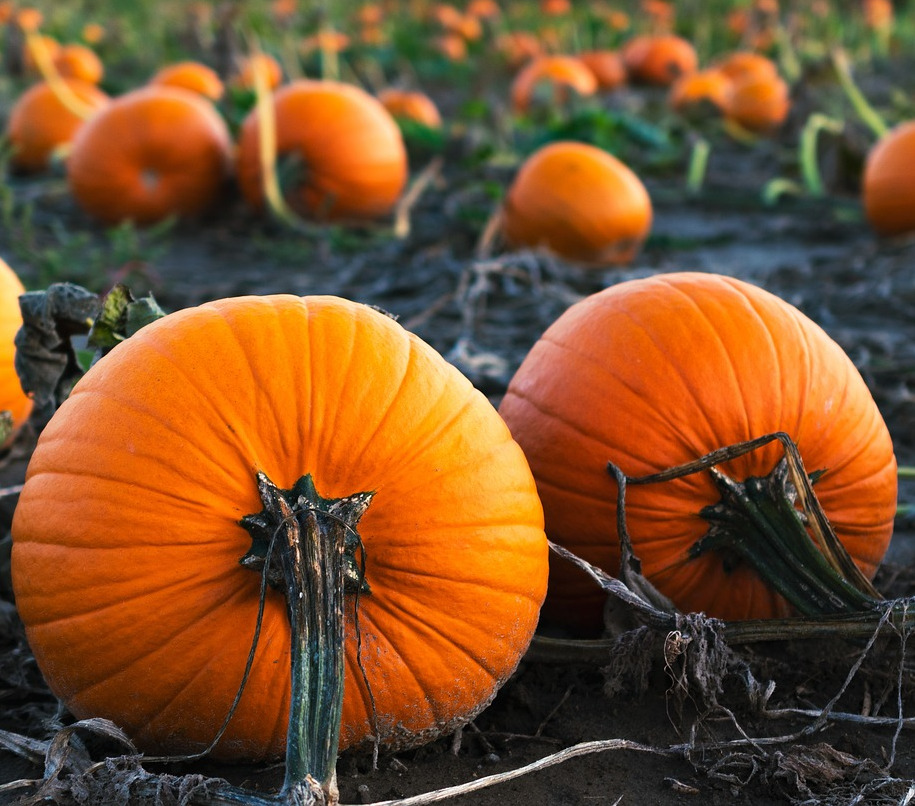 pumpkins in a field of pumpkins
